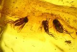 Five Detailed Fossil Flies (Diptera) In Baltic Amber #145486-1